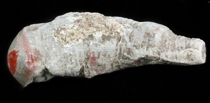 Pennsylvanian Aged Red Agatized Horn Coral - Utah #46748